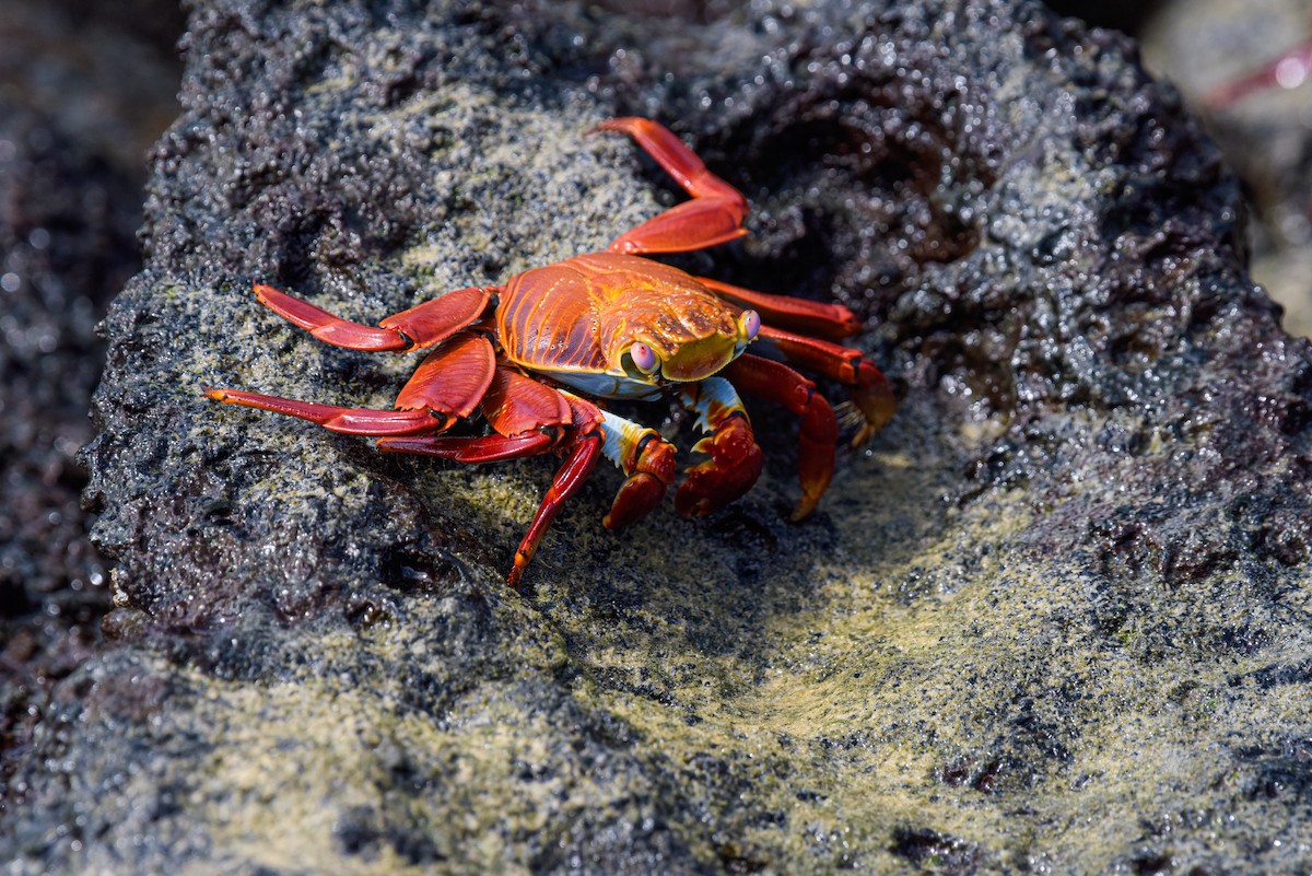 Sally Lightfoot Crab - ML643892557