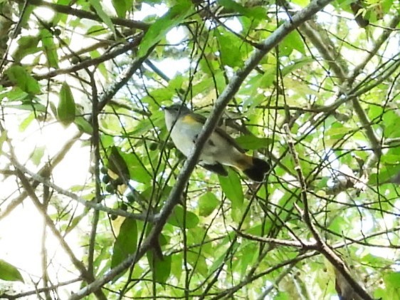 American Redstart - ML643892566
