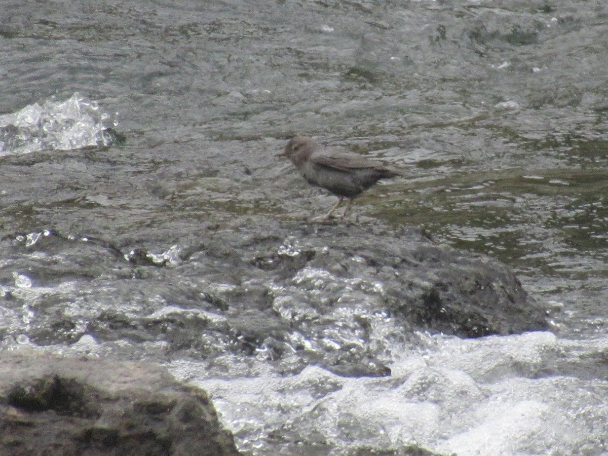 American Dipper - ML643892570