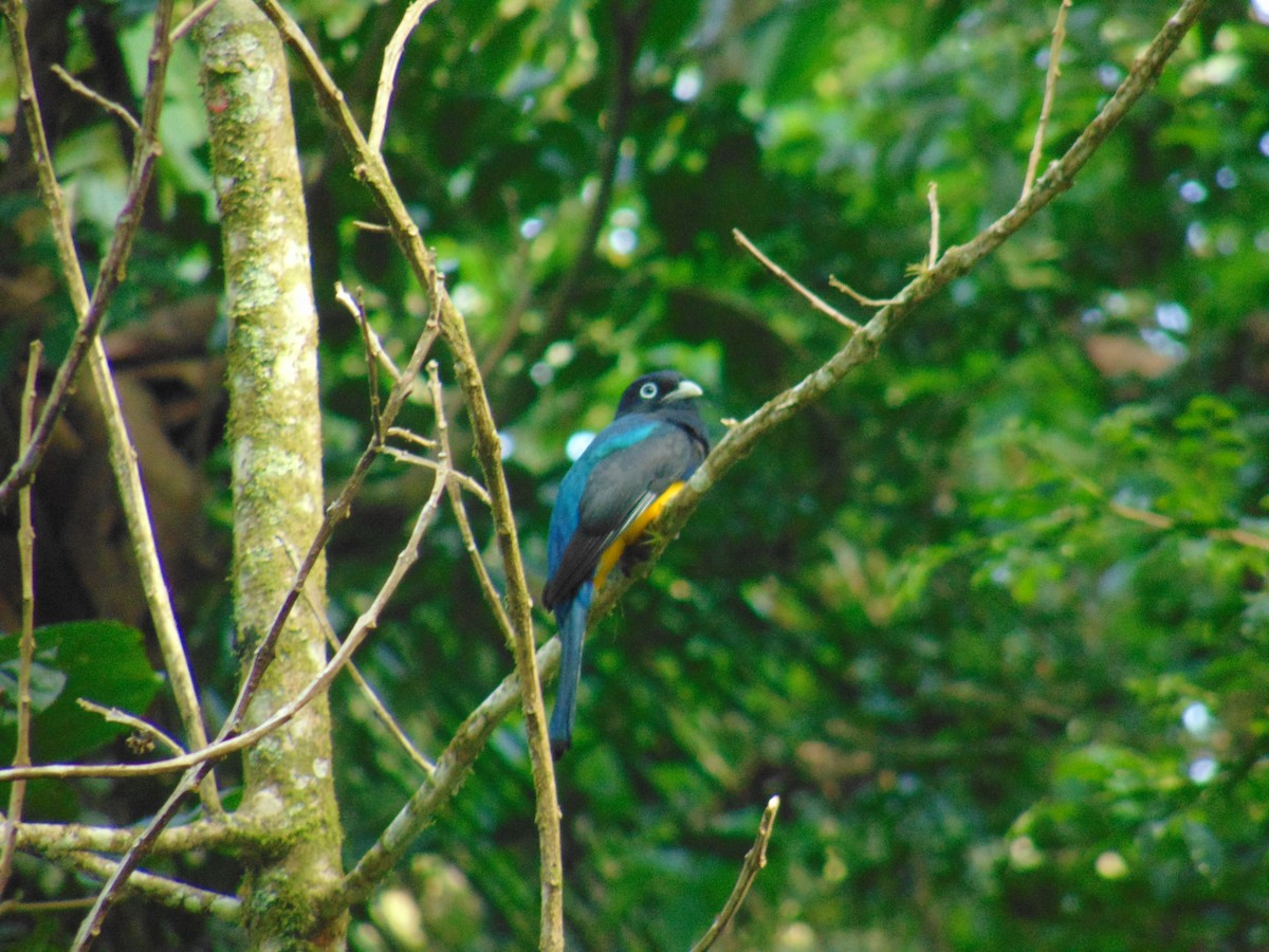 Green-backed Trogon - ML643892572