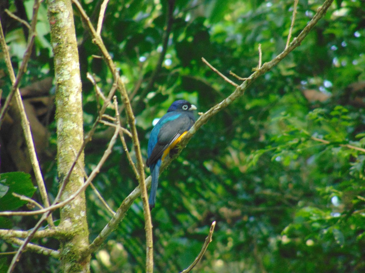 Green-backed Trogon - ML643892573