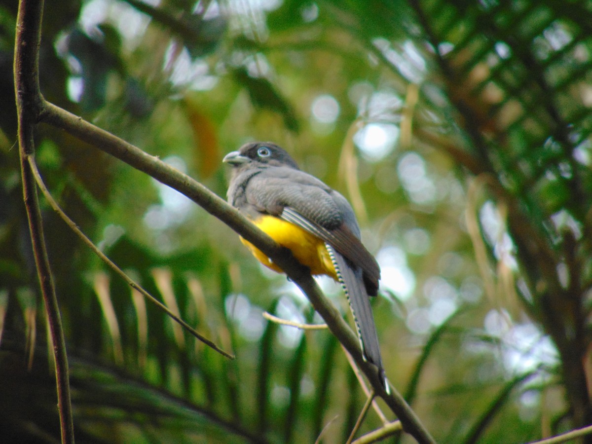 Green-backed Trogon - ML643892574