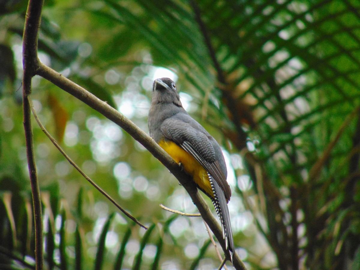 Green-backed Trogon - ML643892575