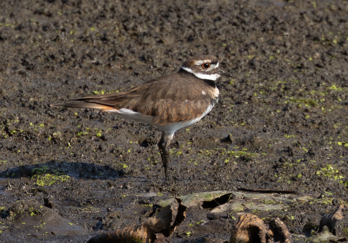 Killdeer - ML643892614