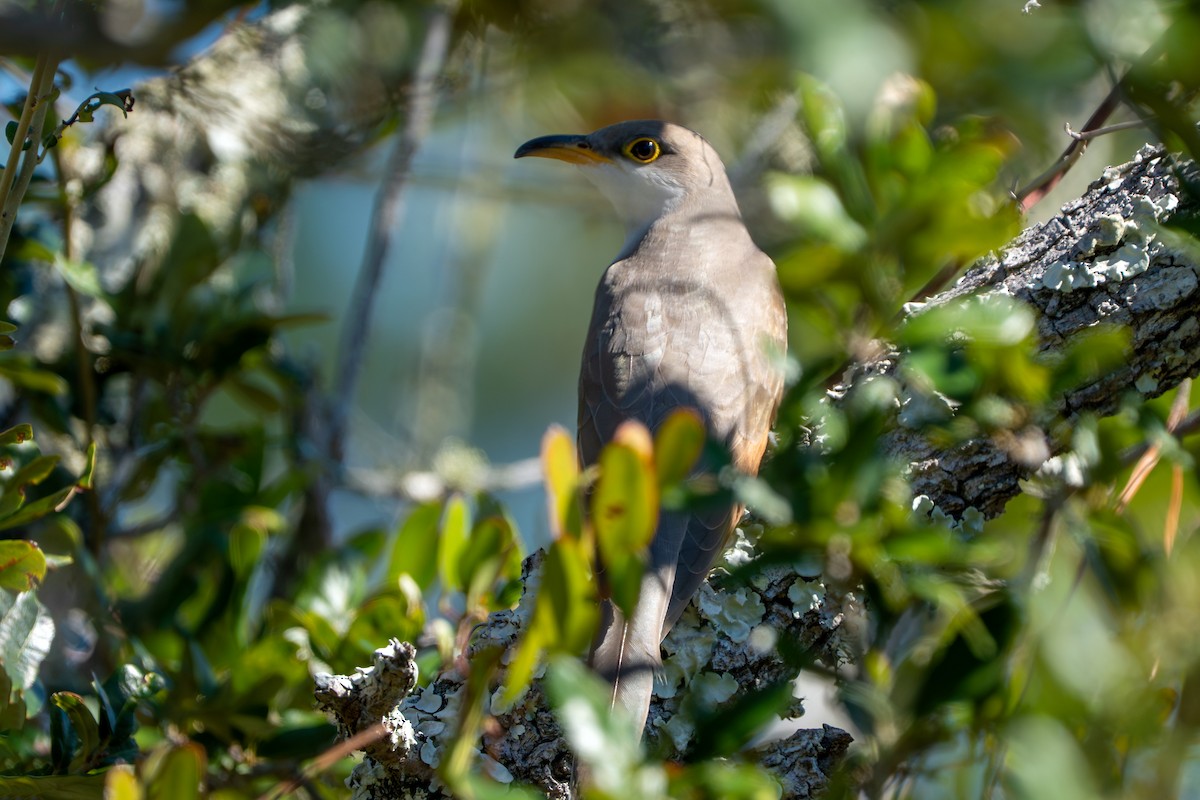 Yellow-billed Cuckoo - ML643892632