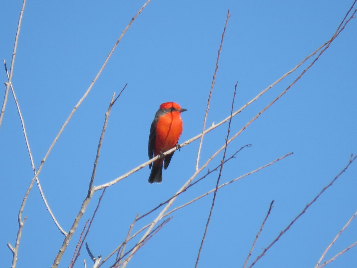 Vermilion Flycatcher - ML643892636