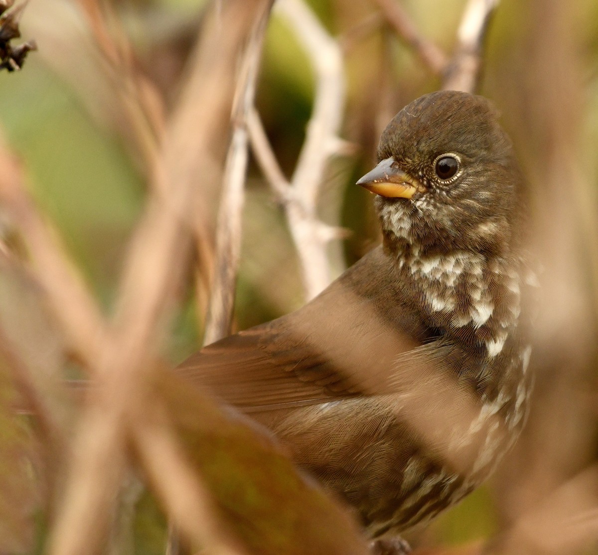 Fox Sparrow - ML643892659