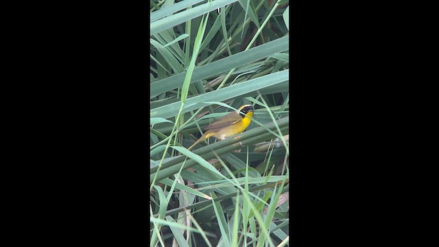Belding's Yellowthroat - ML643892666