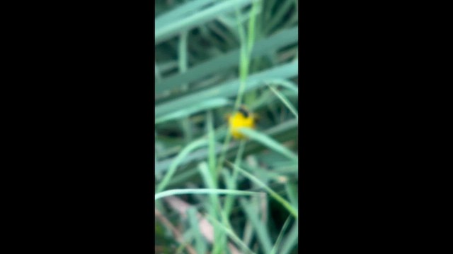 Belding's Yellowthroat - ML643892669