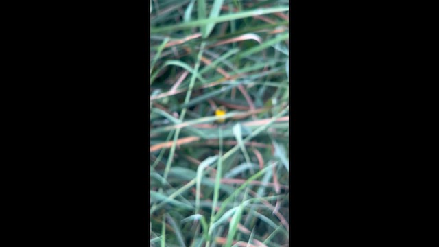 Belding's Yellowthroat - ML643892672