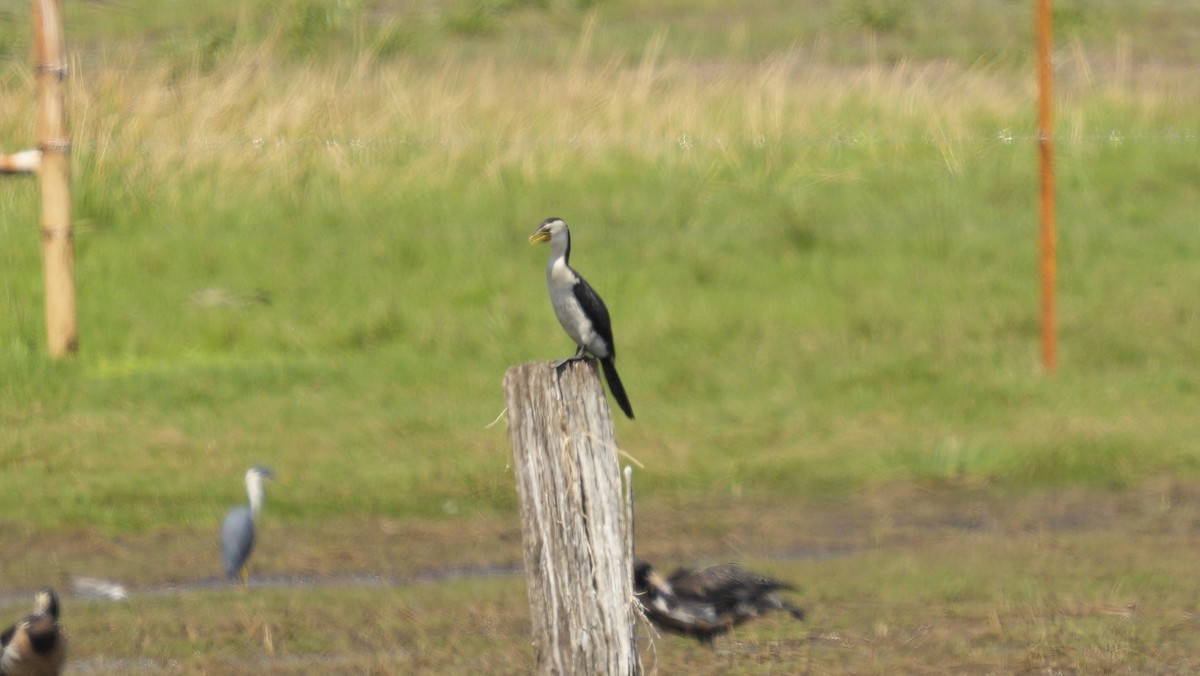Little Pied Cormorant - ML643892673