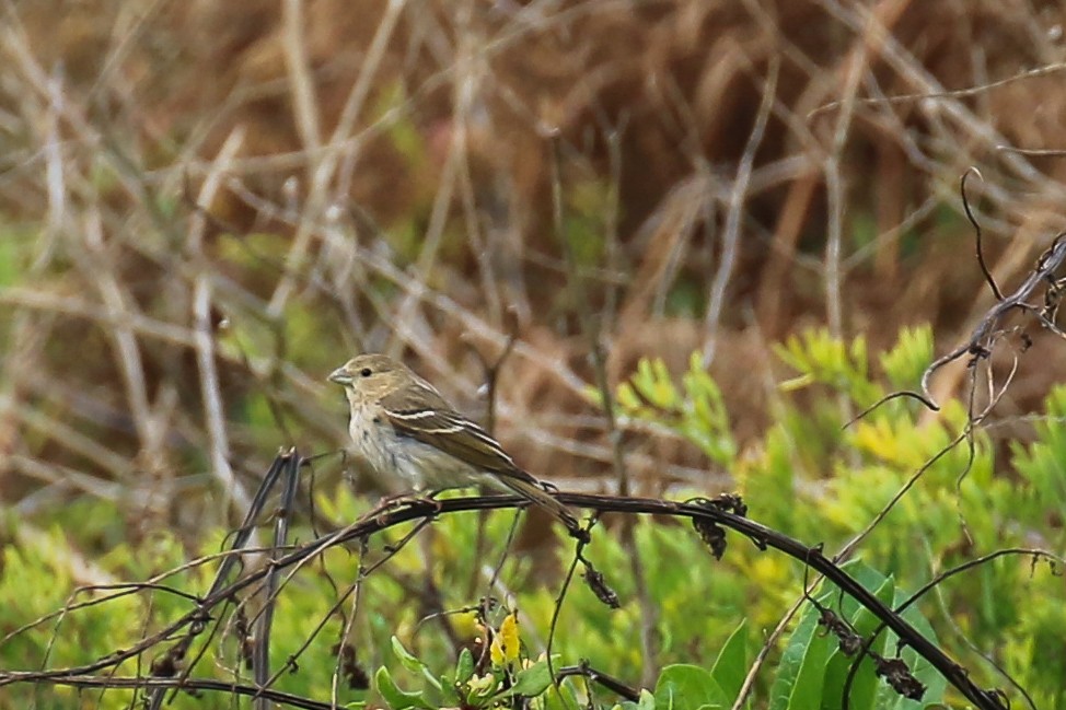Common Rosefinch - ML643892677