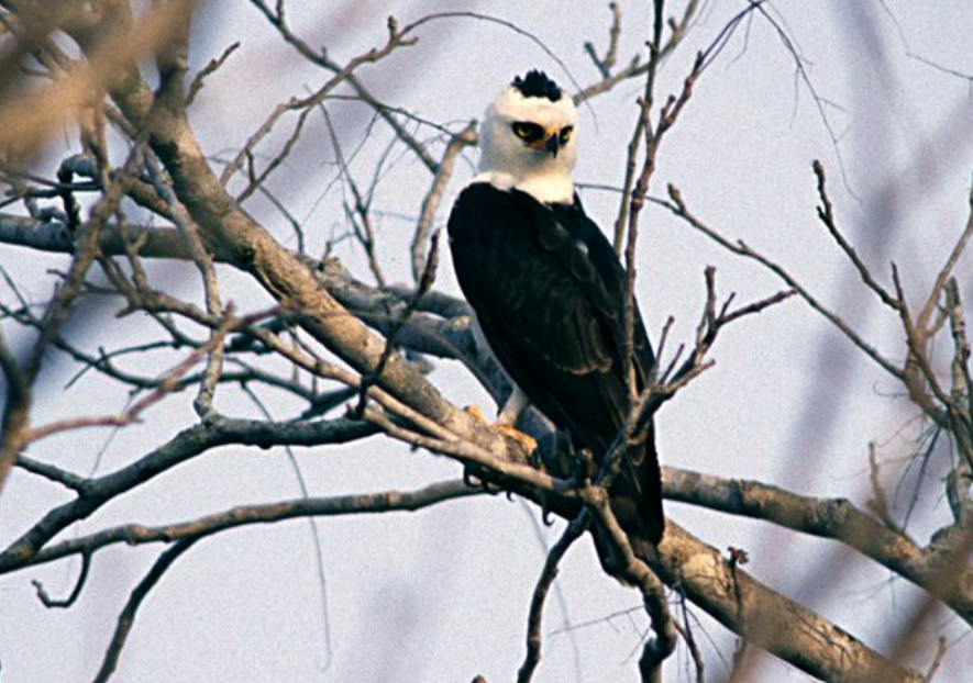 ML643892690 - Black-and-white Hawk-Eagle - Macaulay Library