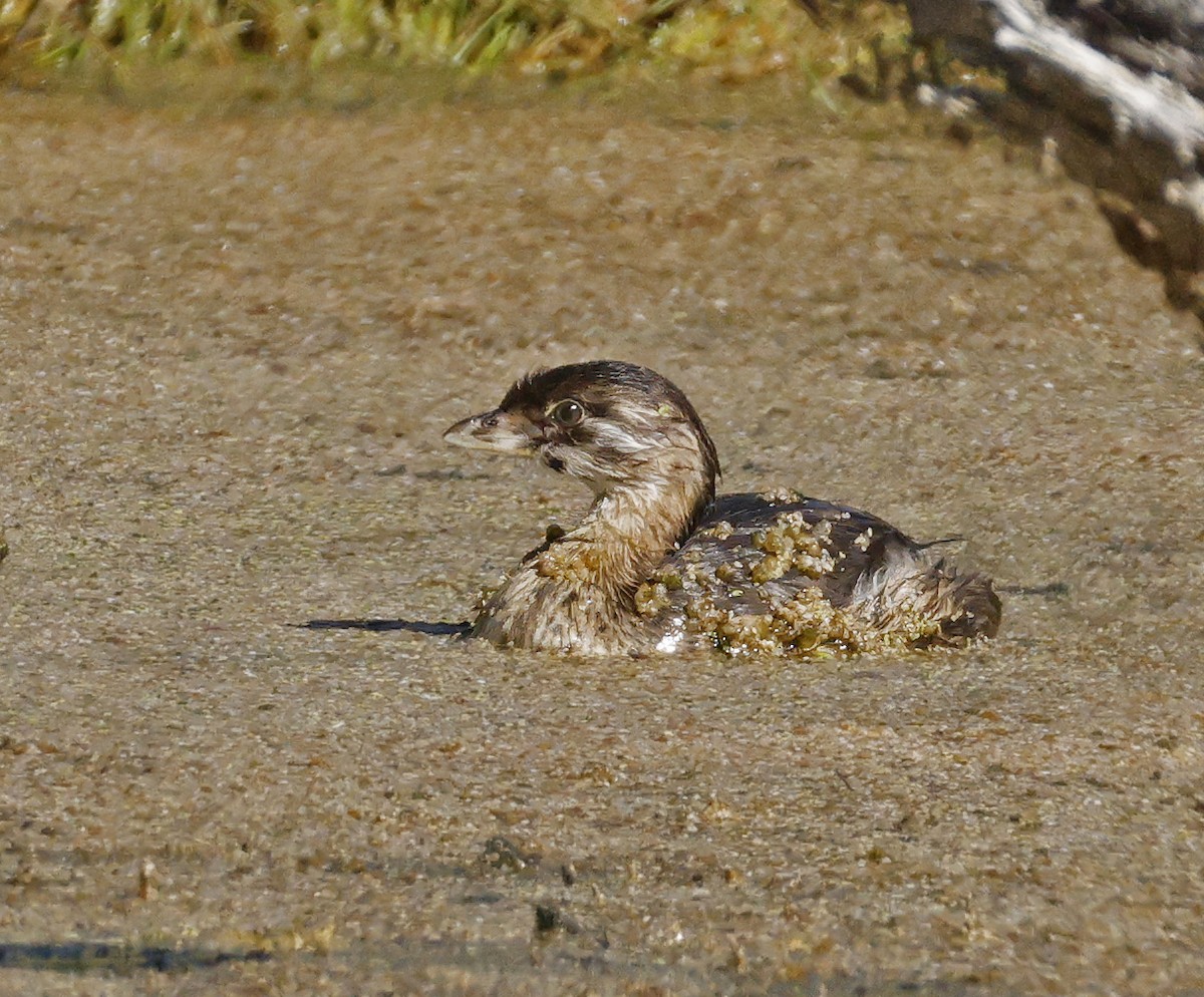 Pied-billed Grebe - ML643892701