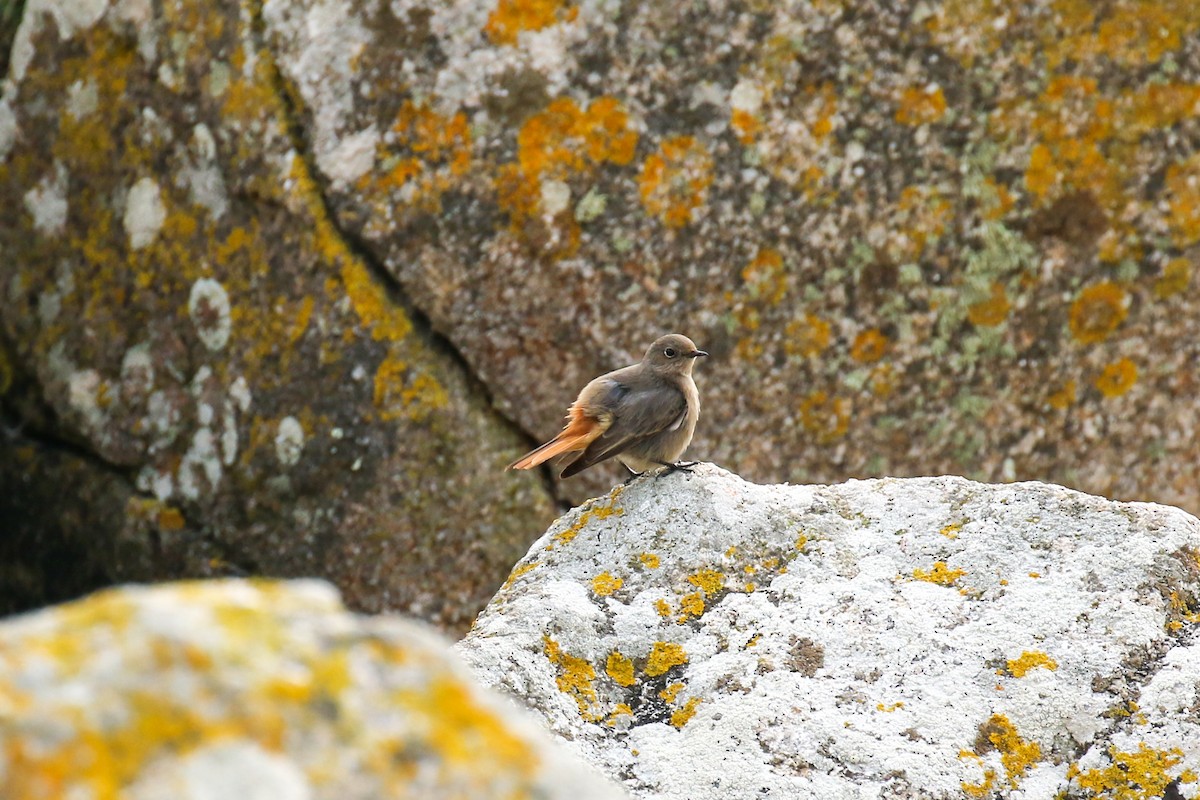 Black Redstart - ML643892706