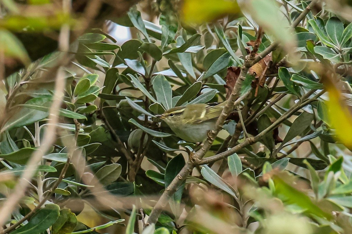 Yellow-browed Warbler - ML643892724