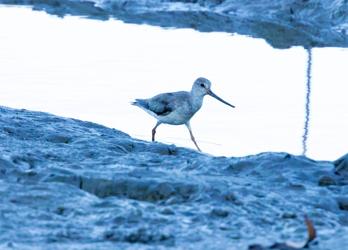 Terek Sandpiper - ML643892729