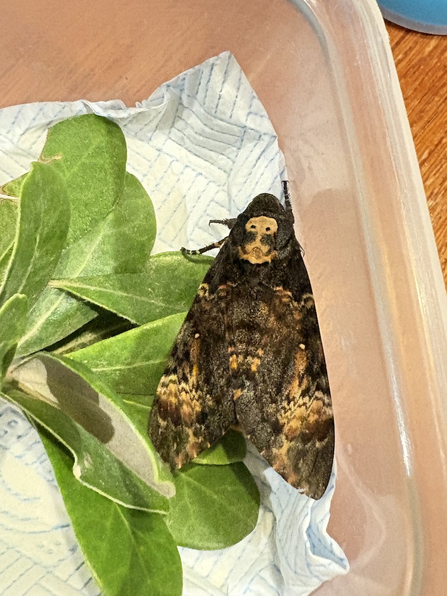 Animals - ML643892759