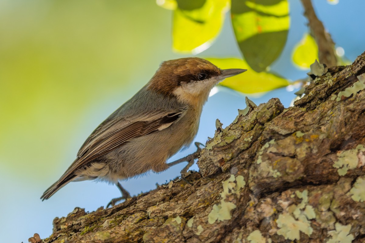 Brown-headed Nuthatch - ML643892767