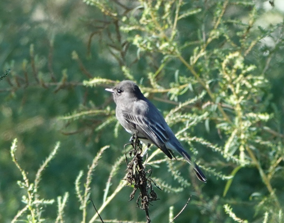 Black Phoebe - ML643892769