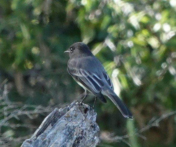 Black Phoebe - ML643892770