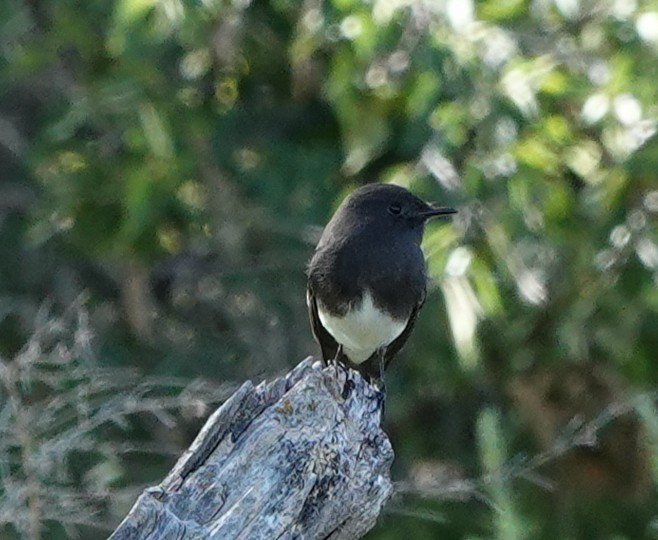 Black Phoebe - ML643892771