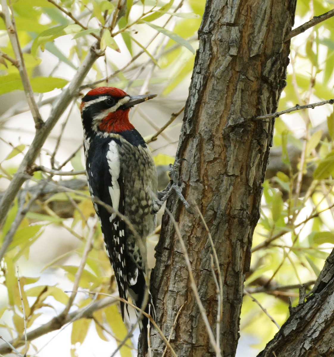 Red-naped Sapsucker - ML643892785