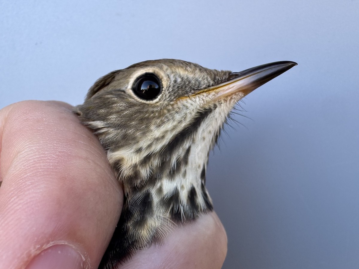Hermit Thrush (faxoni/crymophilus) - ML643892789