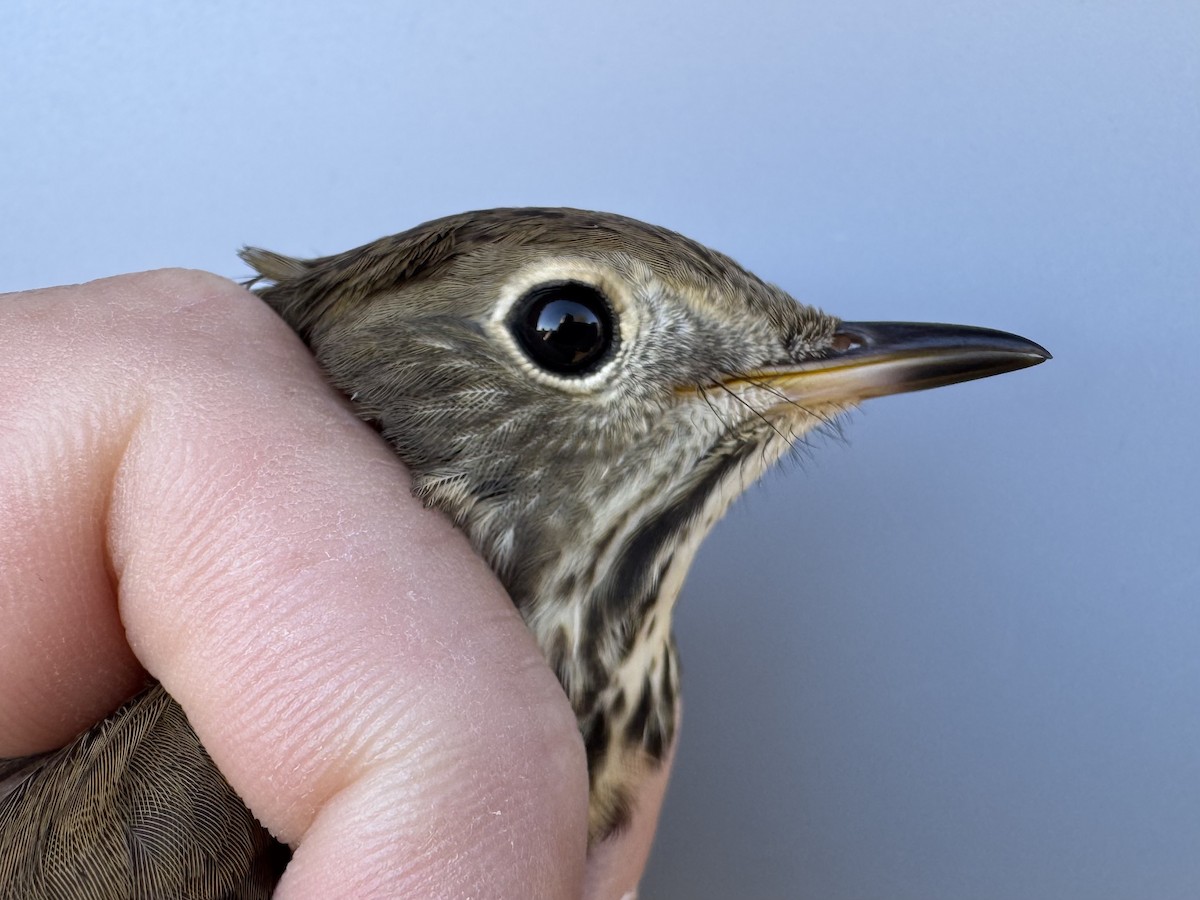 Hermit Thrush (faxoni/crymophilus) - ML643892790