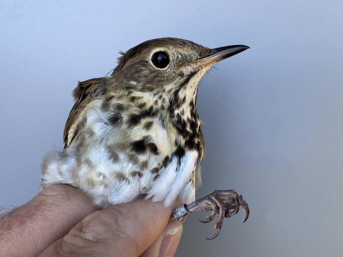 Hermit Thrush (faxoni/crymophilus) - ML643892792