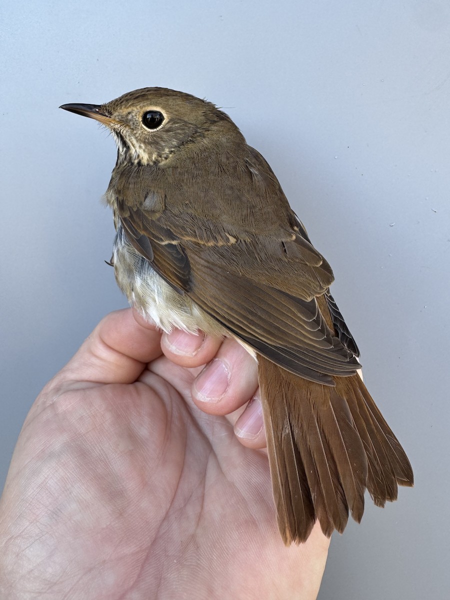 Hermit Thrush (faxoni/crymophilus) - ML643892793