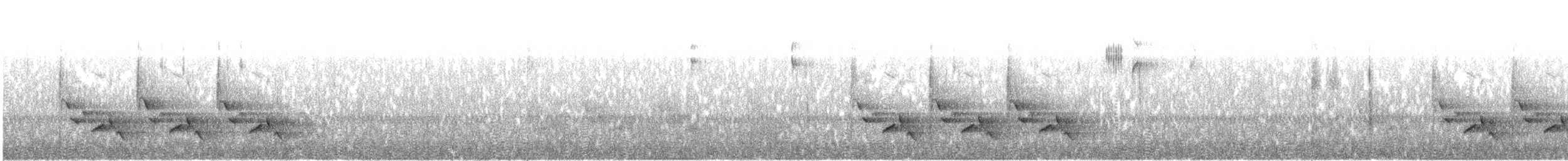チャバラマユミソサザイ - ML643892798