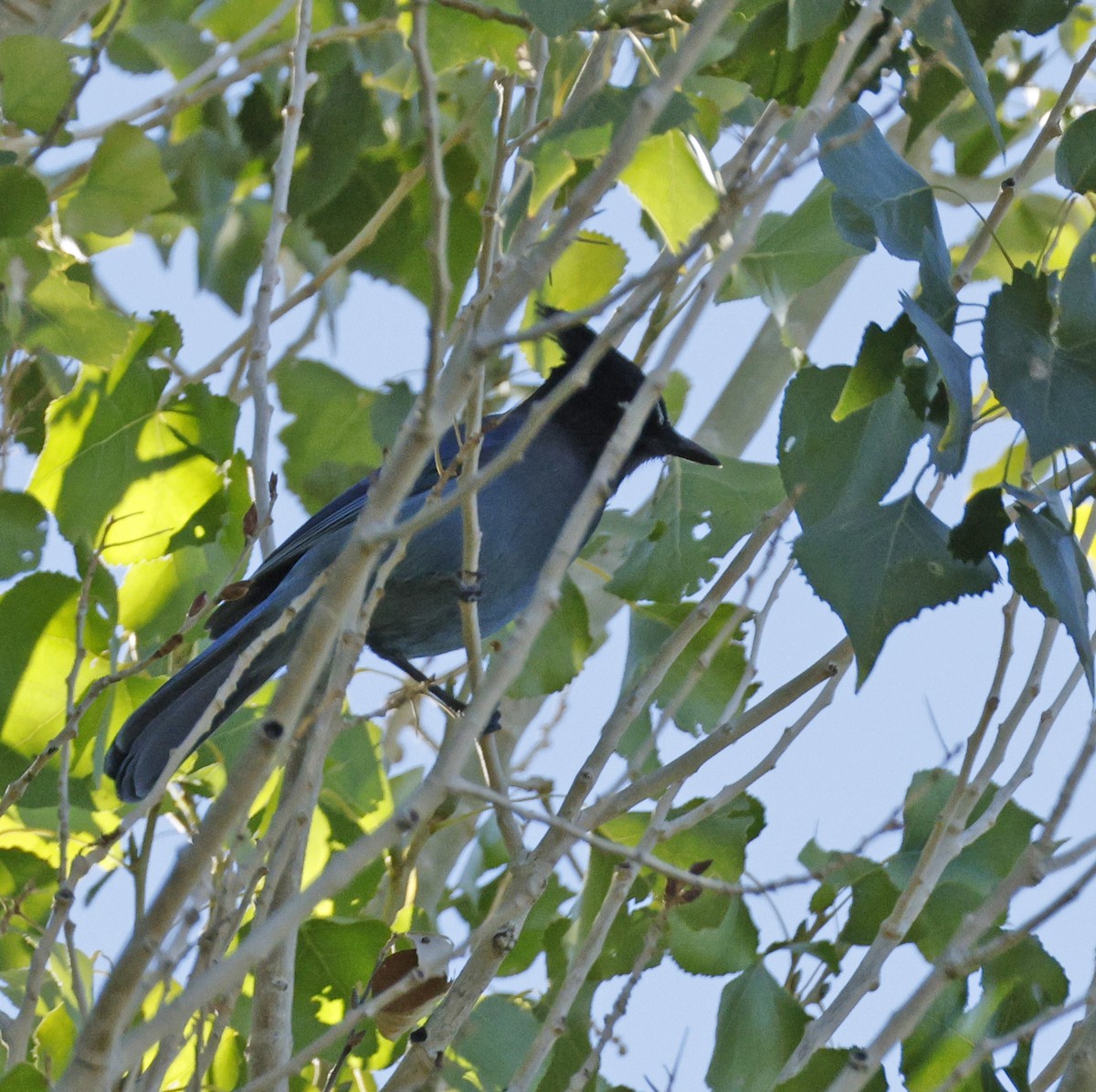 Steller's Jay - ML643892807