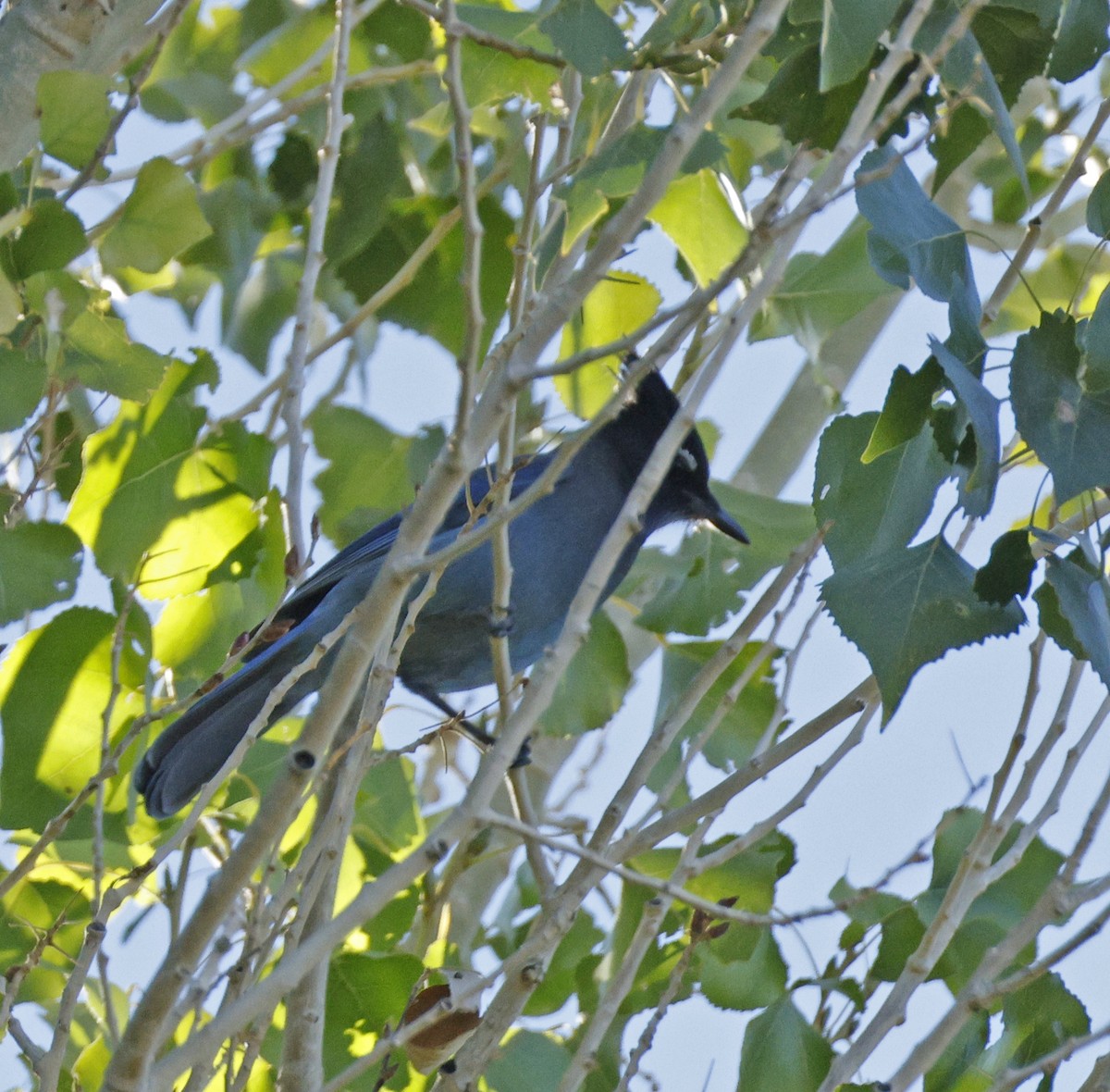 Steller's Jay - ML643892808