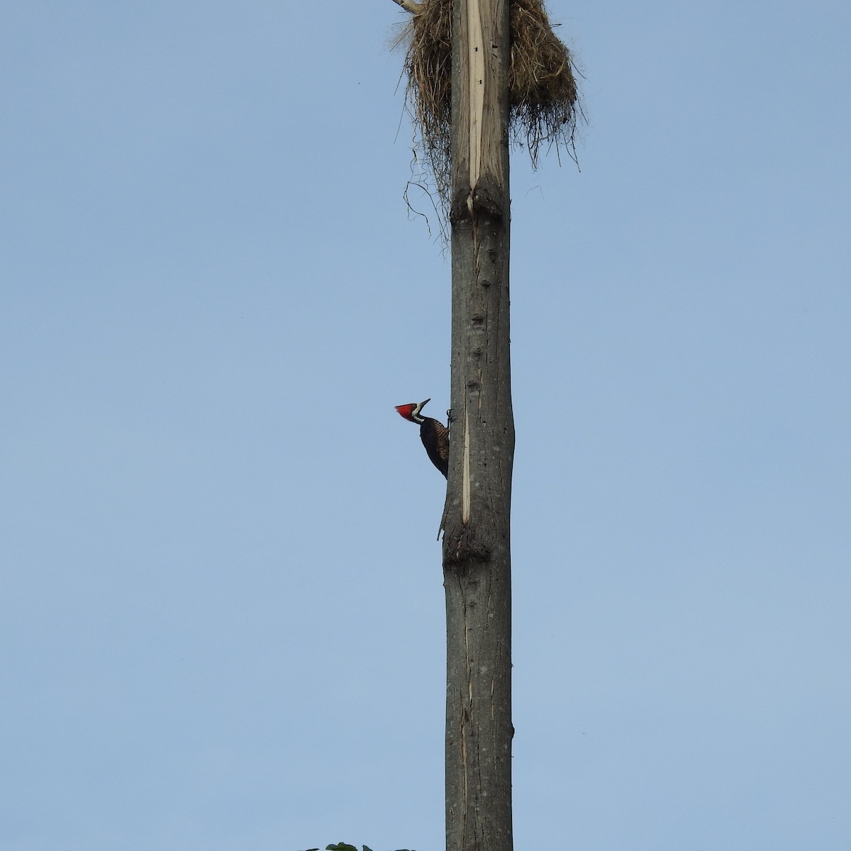 Crimson-crested Woodpecker - ML643892809