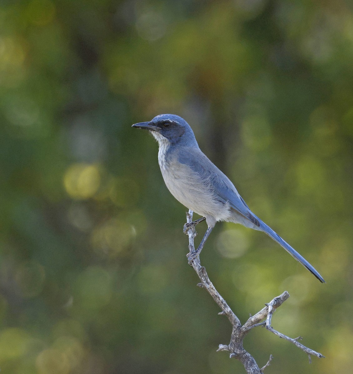 Woodhouse's Scrub-Jay - ML643892839