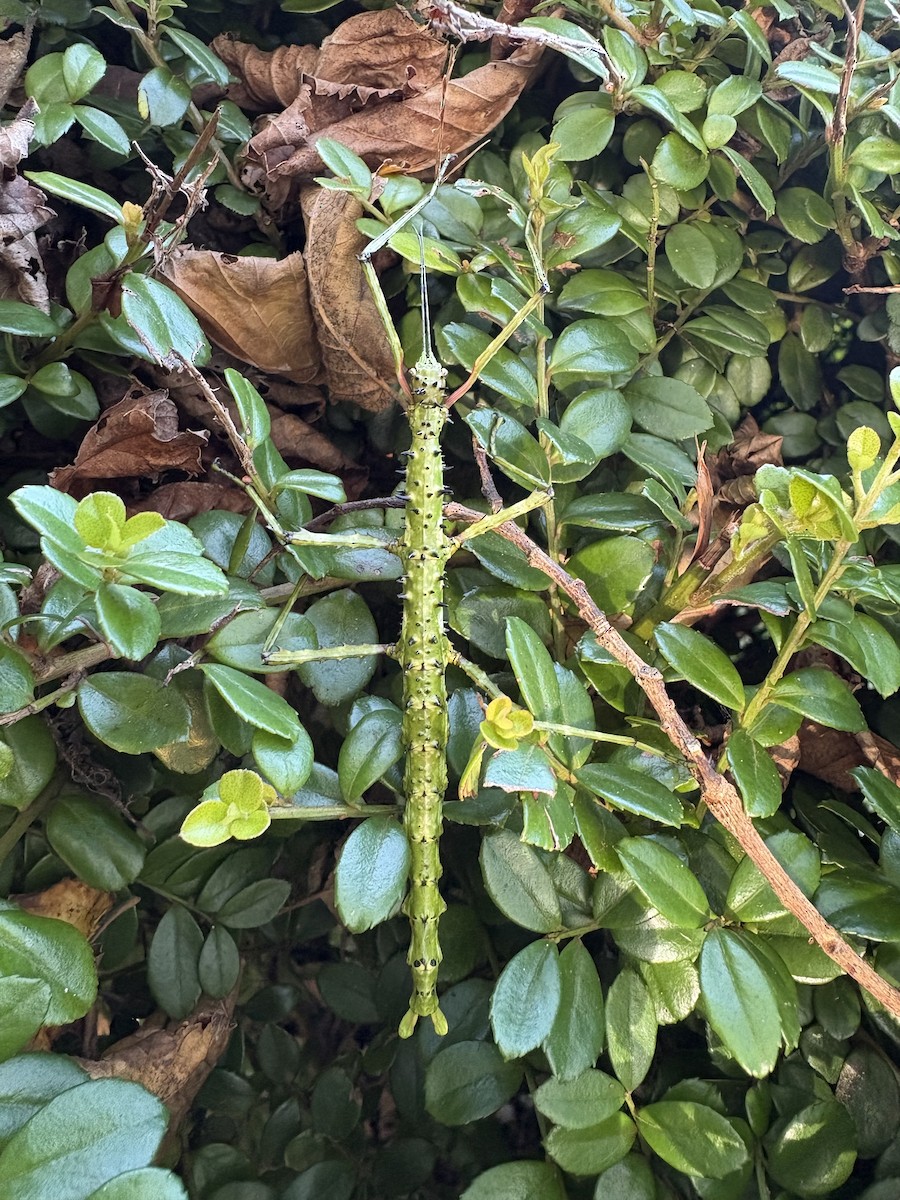 Animals - ML643892840