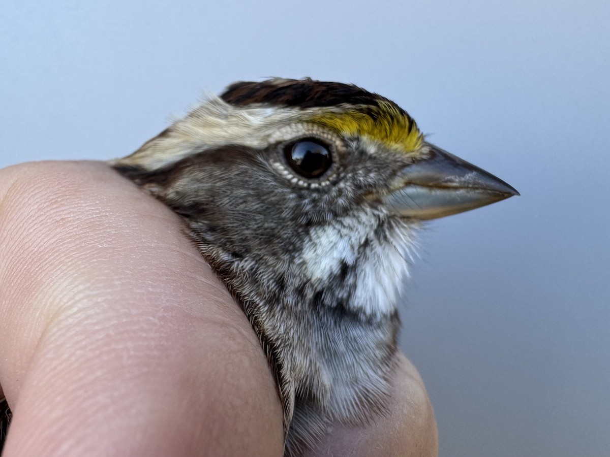 White-throated Sparrow - ML643892841