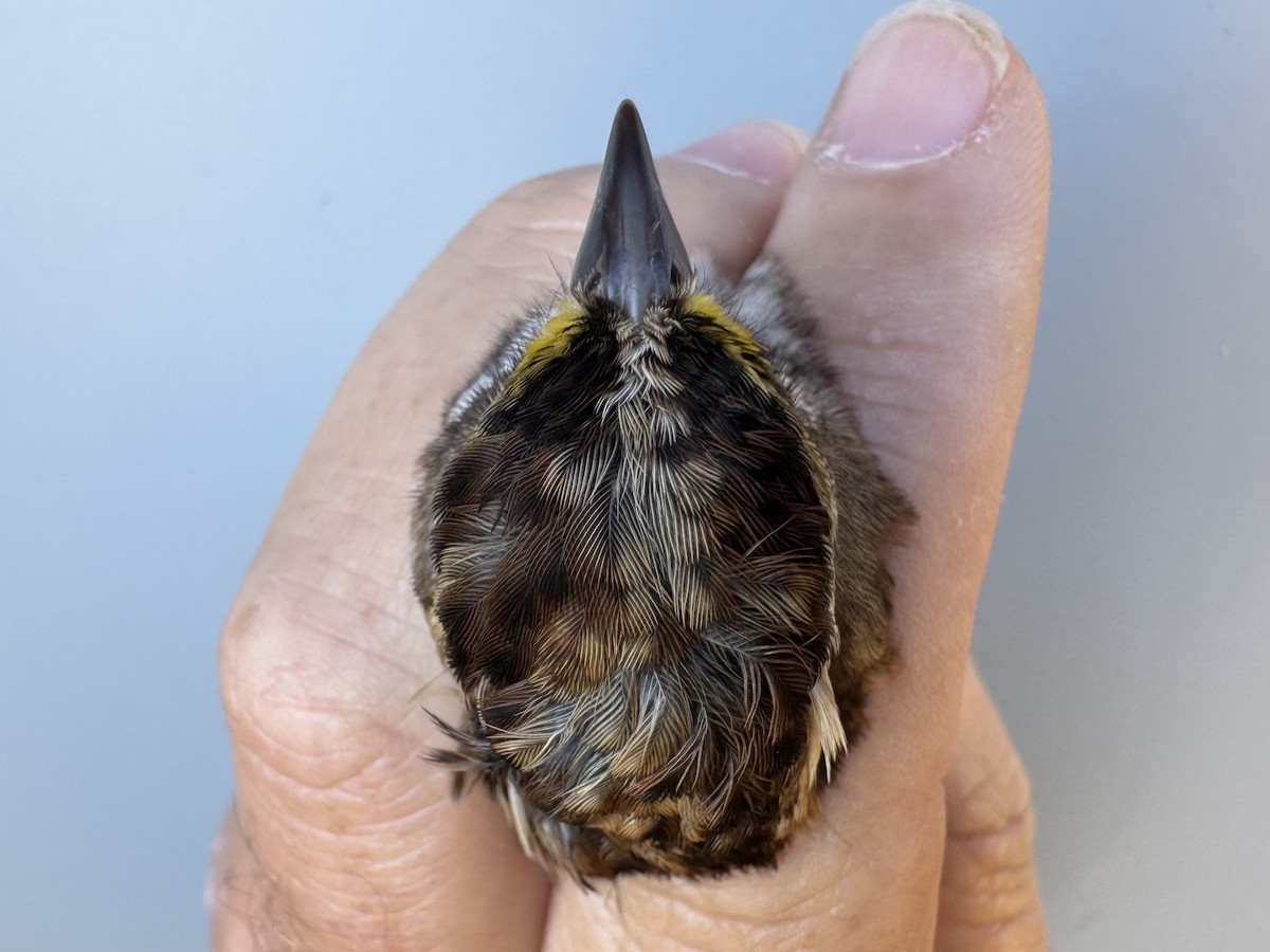 White-throated Sparrow - ML643892842