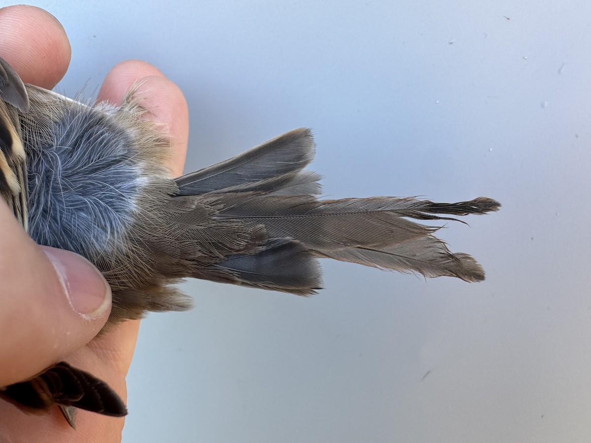 White-throated Sparrow - ML643892843