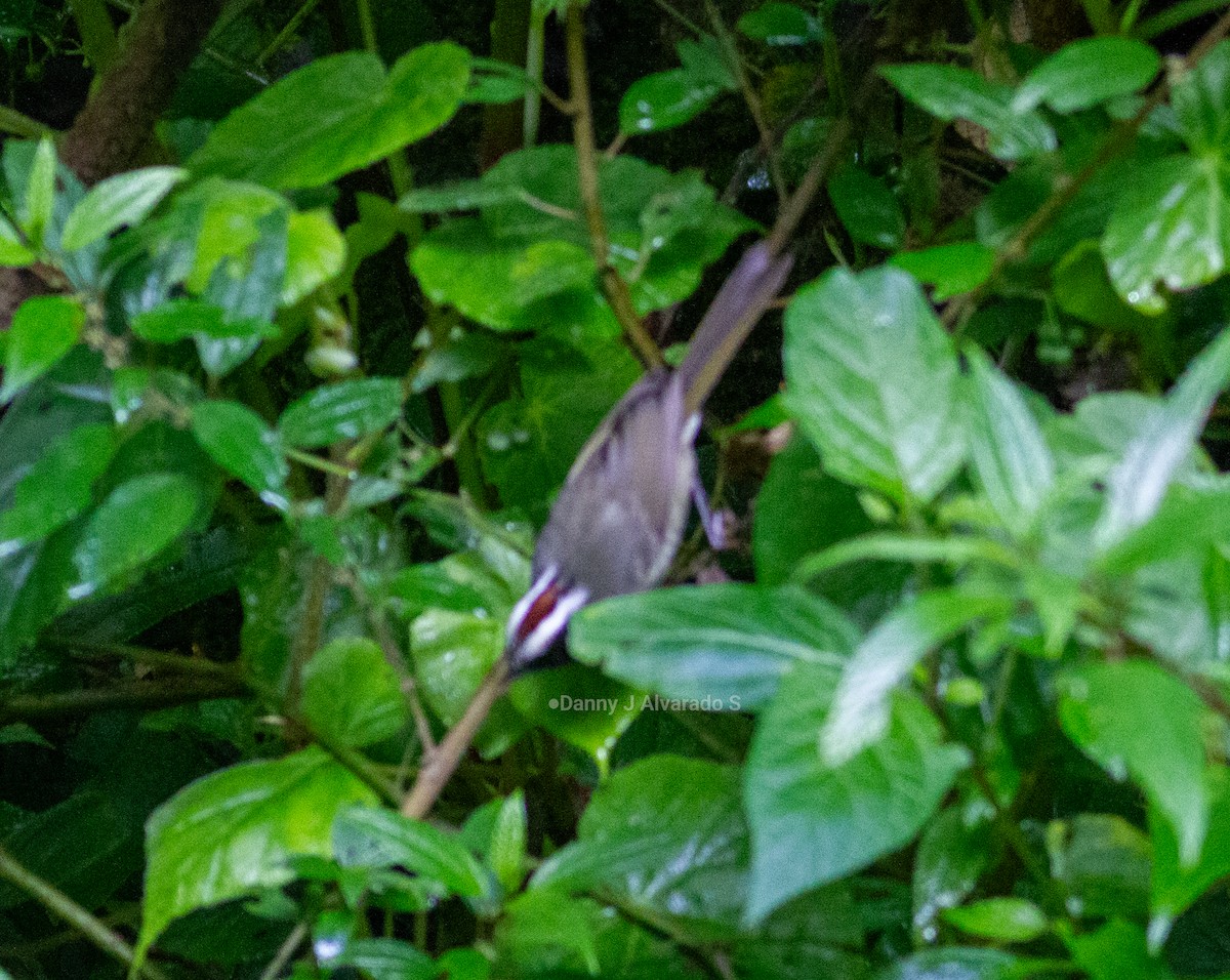 Black-cheeked Warbler - ML643892845