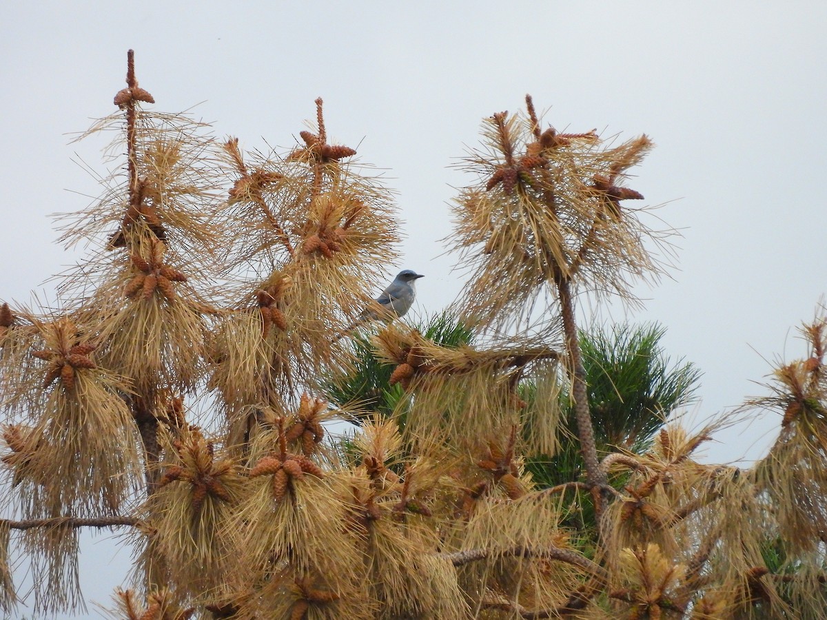 Woodhouse's Scrub-Jay - ML643892850