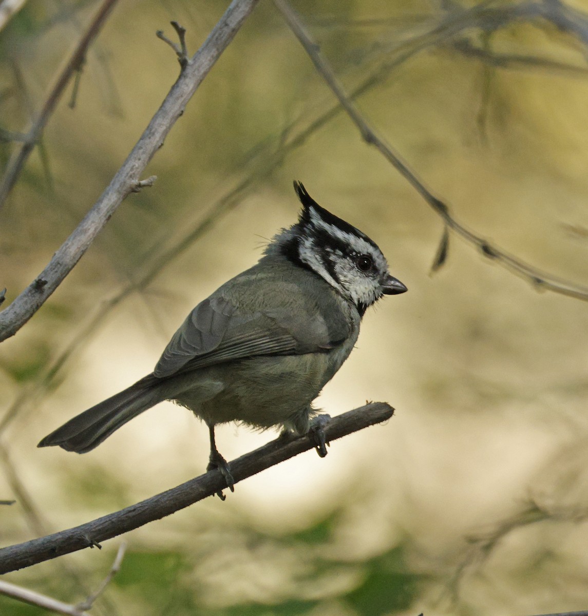 Bridled Titmouse - ML643892867