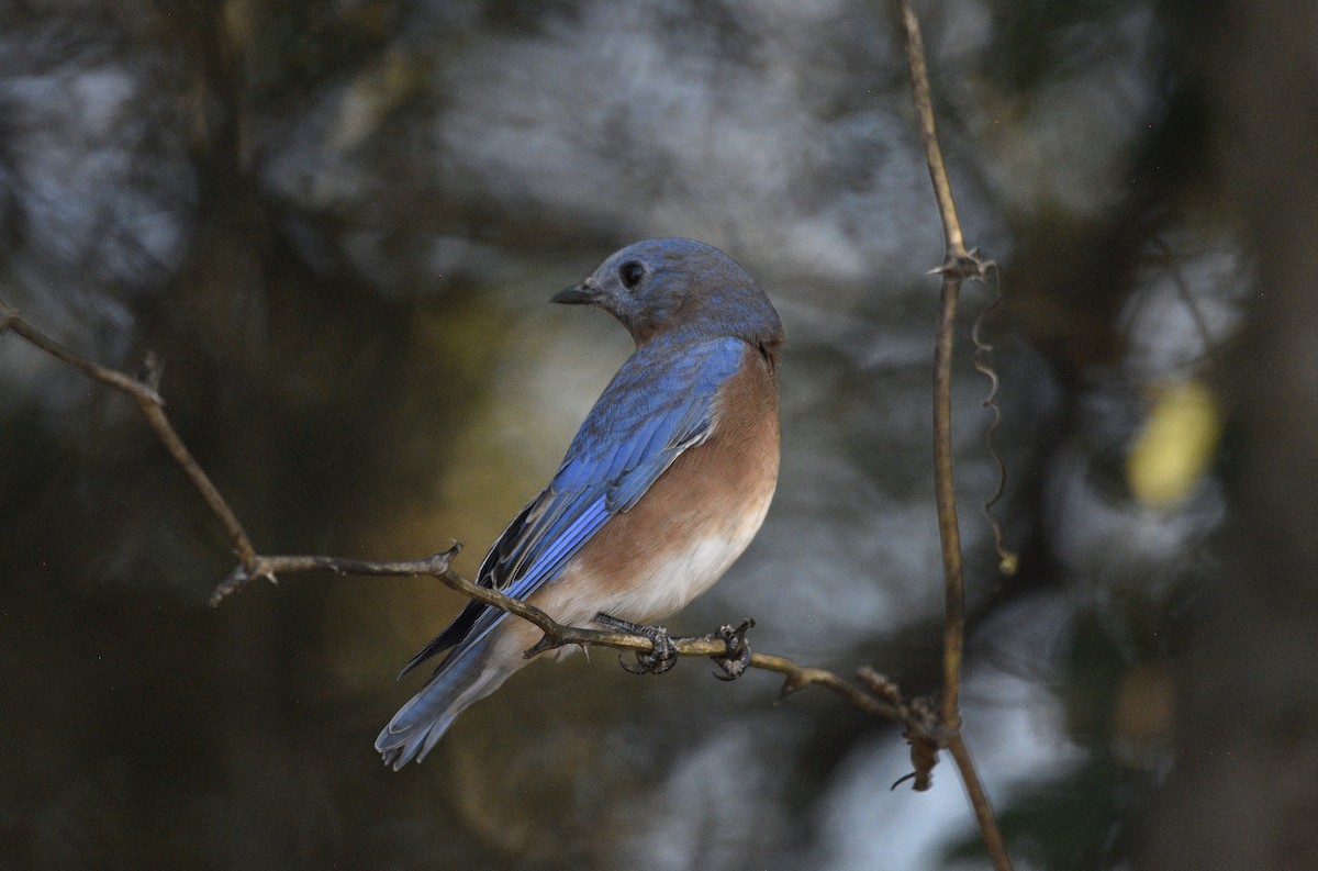 Eastern Bluebird - ML643892871