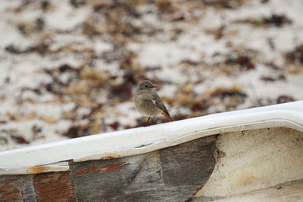 Black Redstart - ML643892872