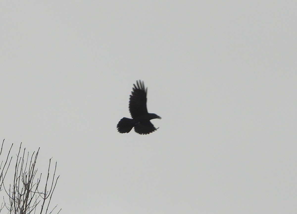 ravn - ML643892875