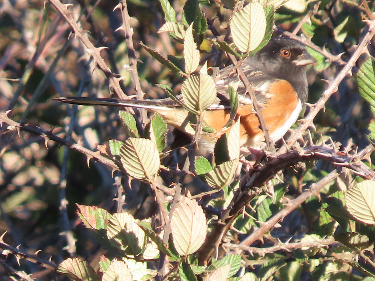 Spotted Towhee - ML643892890