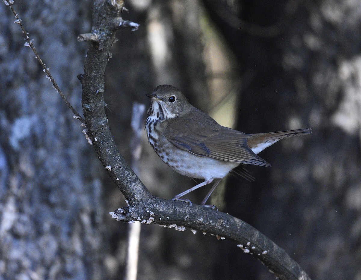 Hermit Thrush - ML643892897
