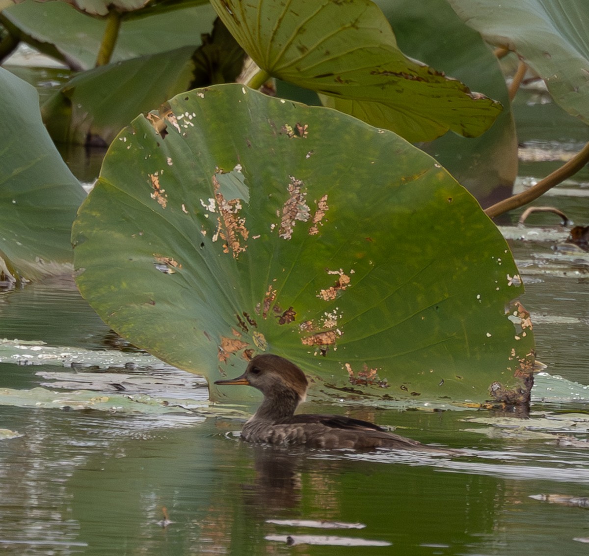 Smergo dal cappuccio - ML643892898