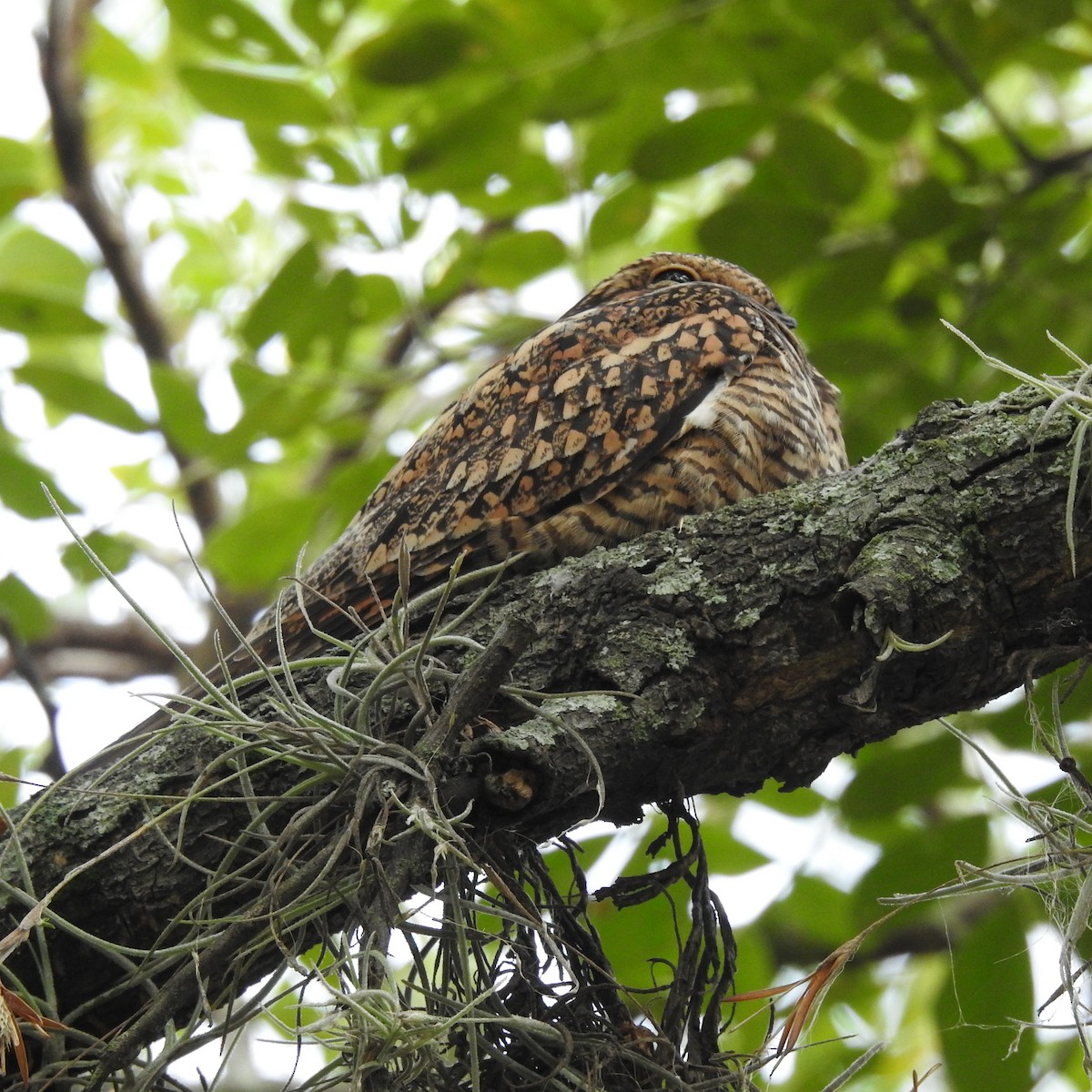 Lesser Nighthawk - ML643892915